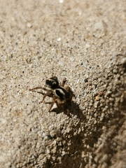 Aelurillus luctuosus