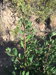 Diospyros dichrophylla