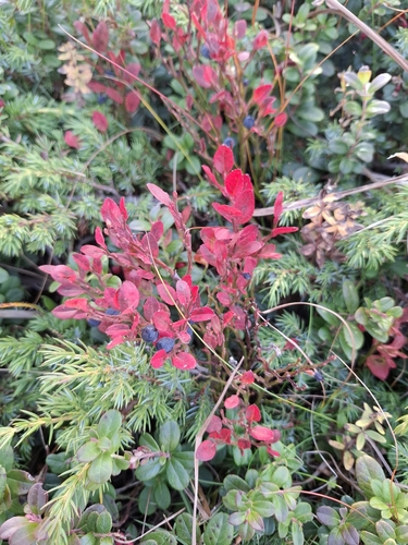 common bilberry