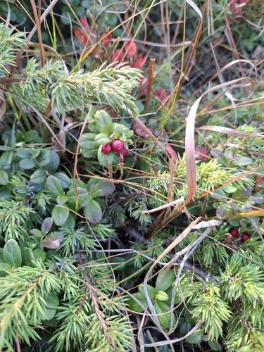 Lingonberry