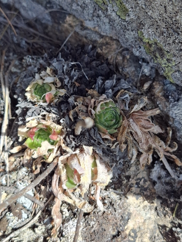 Sempervivum heuffelii