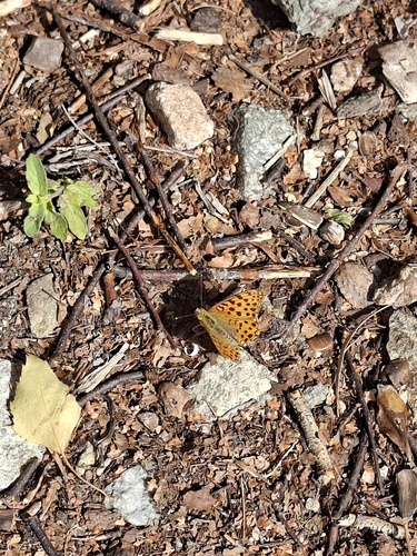 Queen of Spain Fritillary