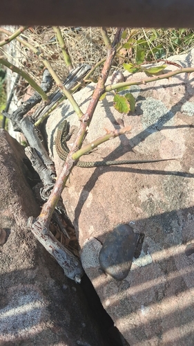 Common Wall Lizard