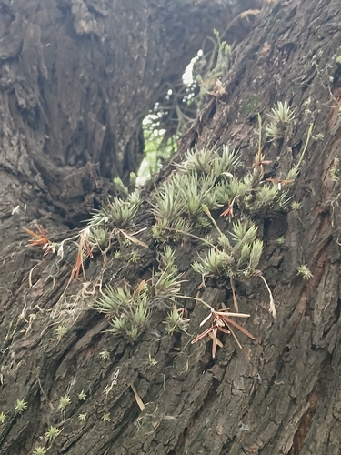 Tillandsia tricholepis observed 2026-10-06