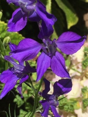 Delphinium pentagynum