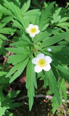 Anemonoides uralensis