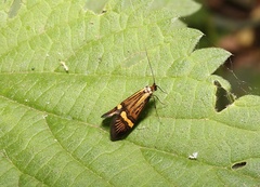 Nemophora degeerella