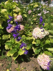 Delphinium pentagynum