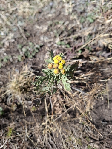 Common Tansy