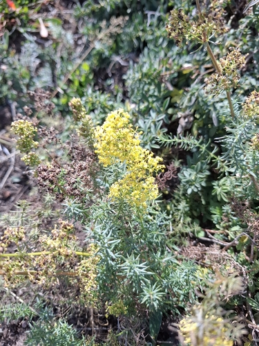 Lady's Bedstraw