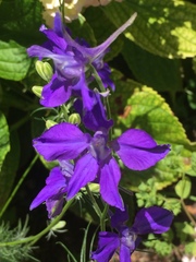 Delphinium pentagynum
