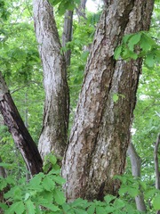 Quercus crispula