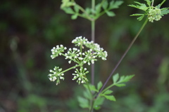 Thaspium chapmanii