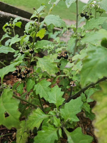 black nightshade