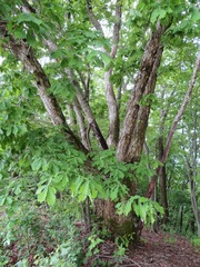 Quercus crispula
