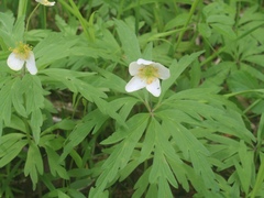 Anemonoides uralensis