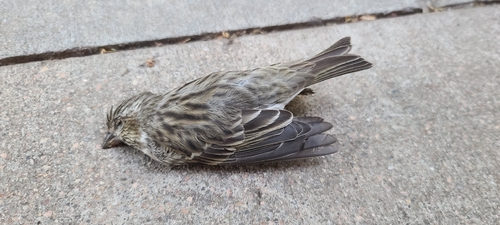 House Finch
