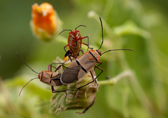 Dysdercus nigrofasciatus