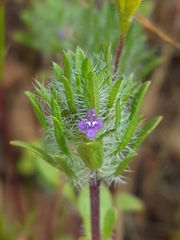 Pogogyne zizyphoroides