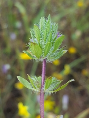 Pogogyne zizyphoroides
