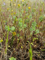 Pogogyne zizyphoroides