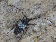 Pogonocherus hispidulus