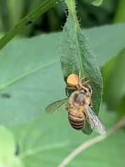 Ebrechtella pseudovatia