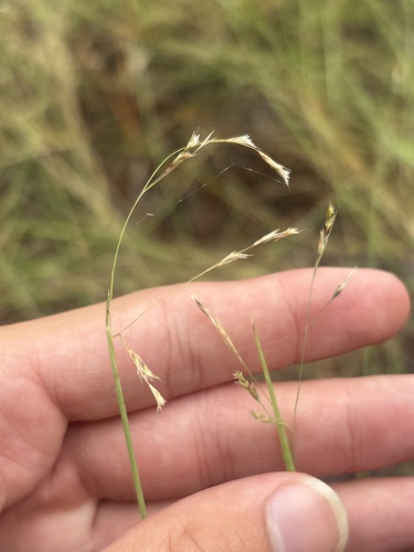Triplasis purpurea observed 2026-10-06