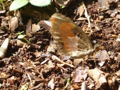 Vanessula milca buechneri