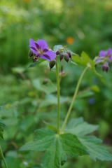 Geranium platyanthum