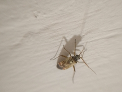 Polymerus vulneratus