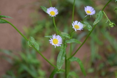 Erigeron dolomiticola