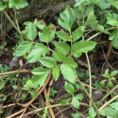Angelica hirsutiflora