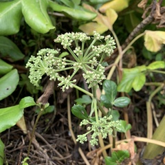 Angelica hirsutiflora