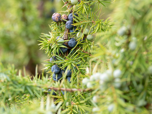 common juniper