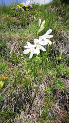 Paradisea liliastrum