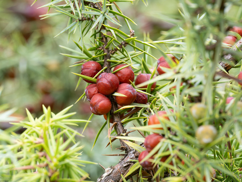 eastern prickly juniper