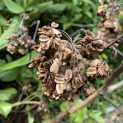 Angelica hirsutiflora