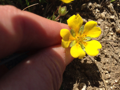 Potentilla hickmanii