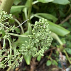 Angelica hirsutiflora