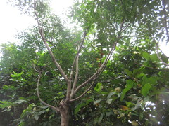 Syzygium samarangense