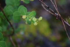 Phyllanthopsis phyllanthoides