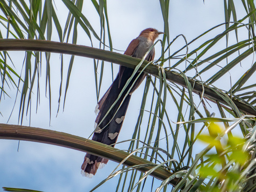 Common Squirrel-Cuckoo