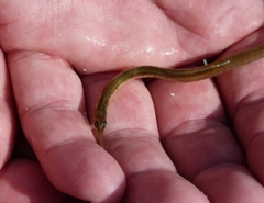 Syngnathus rostellatus