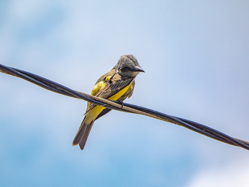 Tropical Kingbird