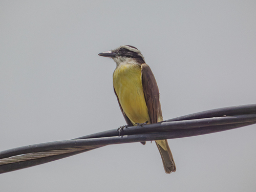 Great Kiskadee