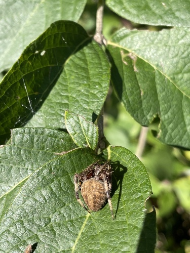 Spotted Orbweaver