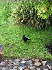 Corvus monedula