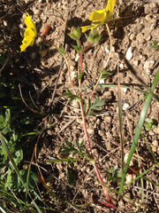 Potentilla hickmanii