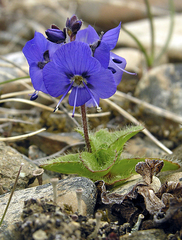 Veronica grandiflora